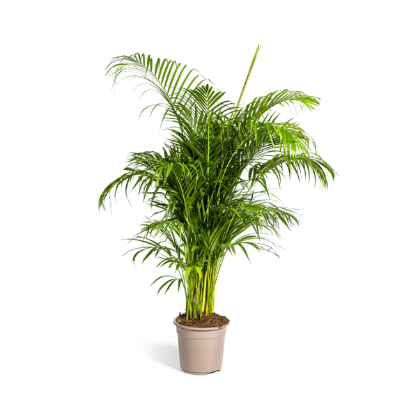 Dypsis Areca lutescens – Goldfruchtpalme – Zimmerpflanze – Ø27 cm – Höhe 150-170 cm – Tropische, federartige Blätter – Ideal für Wohnräume & Büro 
