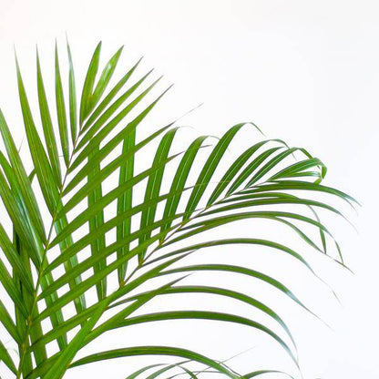 Areca-Palme Dypsis Goldfruchtpalme – Zimmerpflanze ↕100cm Ø21cm – Mit biologisch abbaubarem Viber-Topf Grau – Luftreinigende Tropenpflanze für Wohnzimmer & Büro 
