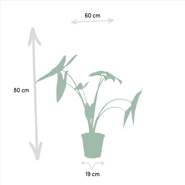 Alocasia Zebrina - Ø19cm - ↕75cm + Alocasia Cucullata - Ø19cm - ↕60cm + Alocasia Lauterbachiana - Ø19cm - ↕75cm 