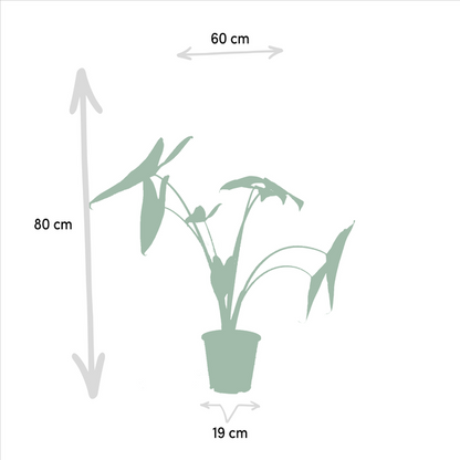 Alocasia Zebrina - Ø19cm - ↕75cm + Alocasia Cucullata - Ø19cm - ↕60cm + Alocasia Lauterbachiana - Ø19cm - ↕75cm 
