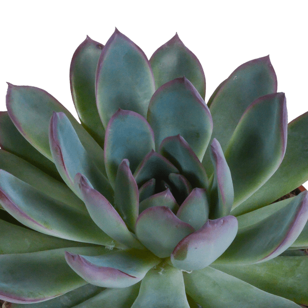 Steinrose - Echeveria - Mix  10,5 cm - 3 Stück - Zimmerpflanze - im Terrakotta-Topf 
