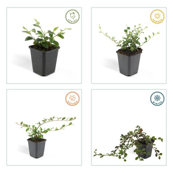 Cotoneaster dammeri – Teppich-Zwergmispel – Ø9cm – ↕10-25cm – 6 Pflanzen – Winterharter Bodendecker mit Blüten & Beeren 