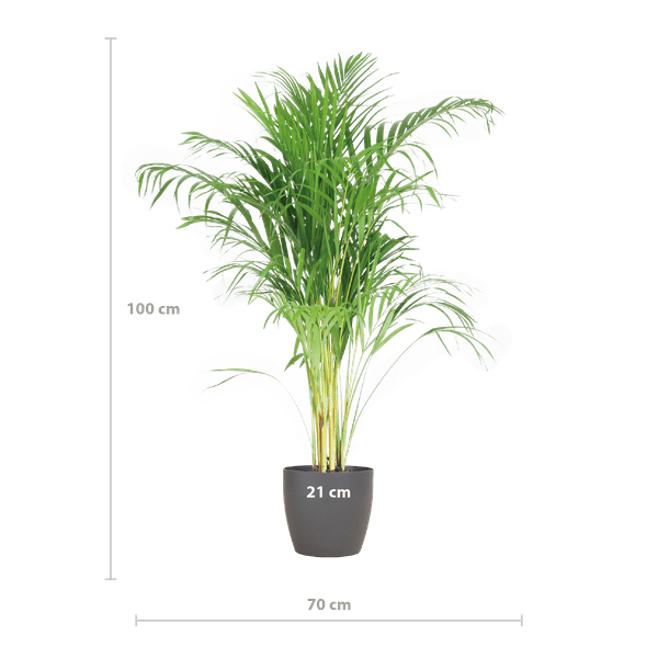 Areca-Palme Dypsis Goldfruchtpalme – Zimmerpflanze ↕100cm Ø21cm – Mit biologisch abbaubarem Viber-Topf Grau – Luftreinigende Tropenpflanze für Wohnzimmer & Büro 