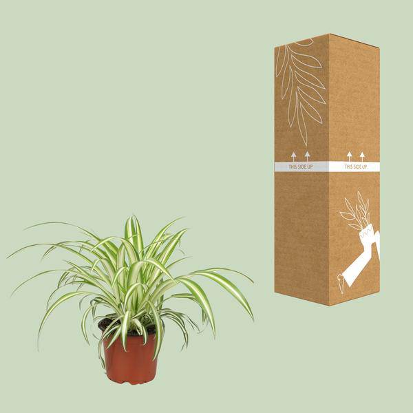 Grünlilie Chlorophytum – Zimmerpflanze – Ø12cm – ↕25cm – Spider-Pflanze – Pflegeleicht – Halbschatten – Luftreinigend 