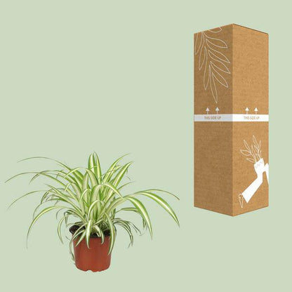 Grünlilie Chlorophytum – Zimmerpflanze – Ø12cm – ↕25cm – Spider-Pflanze – Pflegeleicht – Halbschatten – Luftreinigend 