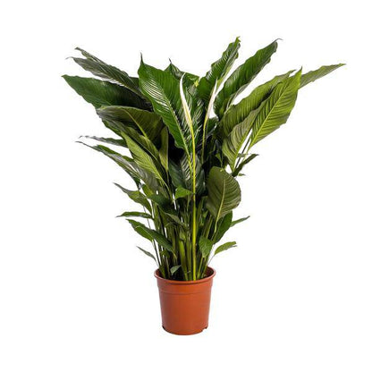 Einblatt - Spathiphyllum Sweet Sebastiano - Zimmerpflanze - Ø24cm - ↕110cm 