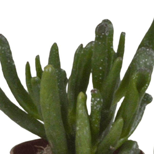Sukkulenten - Mix - 5,5 cm - 5 Stück 
