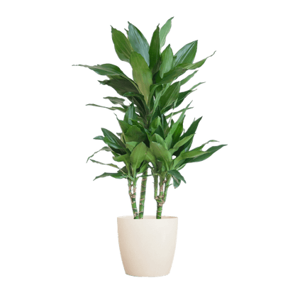 Dracaena Janet Lind 95cm – Drachenbaum Zimmerpflanze Ø21cm im weißen Viber Topf – pflegeleichte luftreinigende Grünpflanze für Wohnzimmer und Büro 