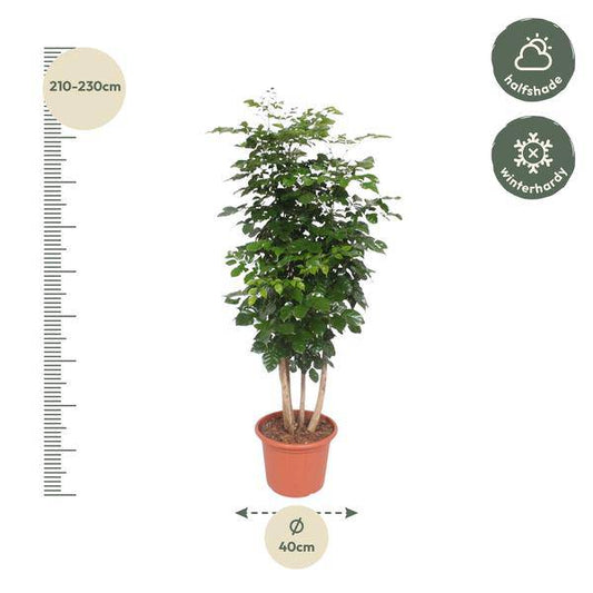 Trompetenbaum – Radermachera Hainanensis – Zimmerpflanze 190cm – Ø40cm – Immergrüne Grünpflanze mit glänzenden Blättern – Pflegeleicht & dekorativ für Wohnzimmer, Büro & Wintergarten 