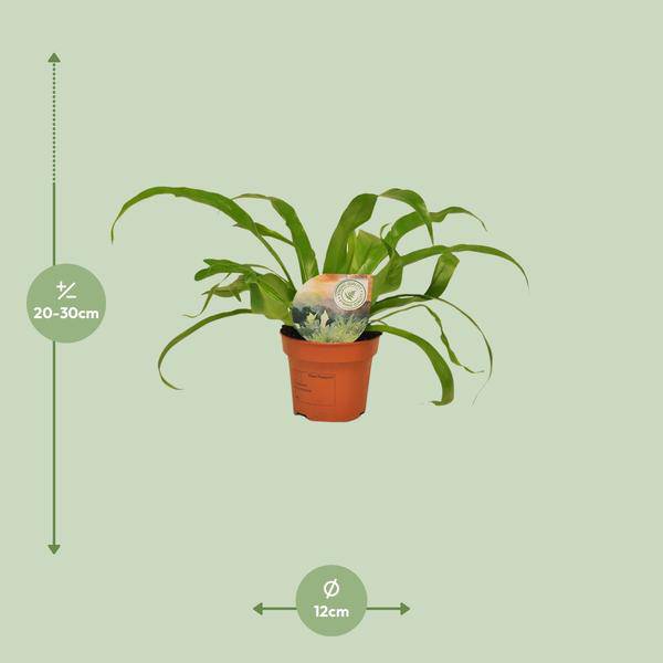 Nestfarn - Asplenium Antiquum - Zimmerpflanze - Ø12cm - ↕30cm 