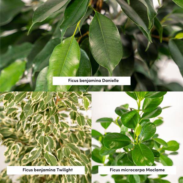 Pflanzenset Ficus Benjamina Danielle + Twilight + Microcarpa Moclame – Zimmerpflanzen – je Ø21cm – ca. 95cm Höhe – Luftreinigende grüne Schönheiten für helle Innenräume 