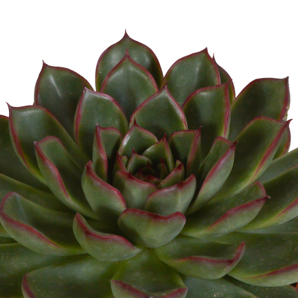 Steinrose - Echeveria - Mix  10,5 cm - 3 Stück - Zimmerpflanze - im Terrakotta-Topf 