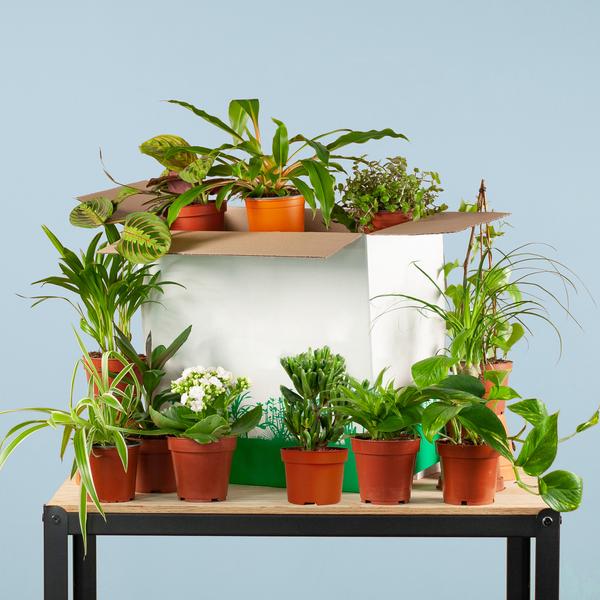 Zimmerpflanzen Set – 12 Pflanzen – Rette Mich Box – Überraschungs-Indoor-Pflanzen – Verschiedene Topfgrößen 5–17 cm 