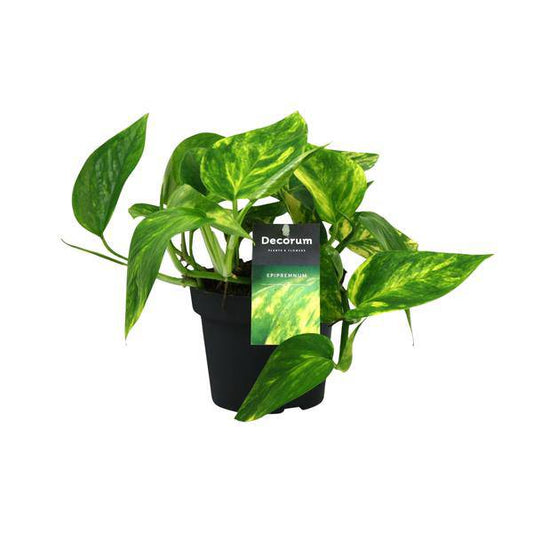 Efeutute - Scindapsus Epipremnum Pinnatum HiColor - Zimmerpflanze - Ø12cm - ↕20cm 
