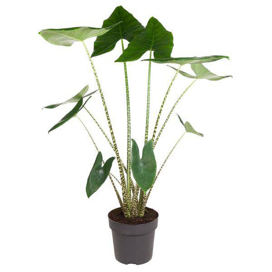 Tiger-Pfeilblatt – Alocasia Zebrina – Zimmerpflanze – 130cm – Ø32cm – tropische Grünpflanze mit Zebramuster-Stielen – dekorative Indoor-Pflanze 