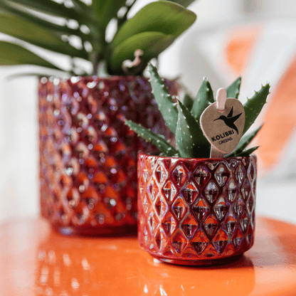 Sukkulente Aloe Brevifolia – Kleine Grüne Zimmerpflanze mit Stacheln – Ø6cm – Pflegeleicht & Robust – Ideal für helle Standorte ohne direkte Sonne 