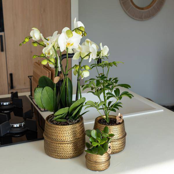 Groove Blumentopf Gold – Keramik-Topf mit mattem Finish – Ø12cm – Robustes, strukturiertes Design – Eleganter Pflanztopf fürs Wohnzimmer 