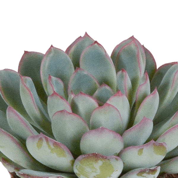 Steinrose - Echeveria-Mischung - 8,5 cm - 3 Stück - Zimmerpflanze - Sukkulente - im weißen Topf 