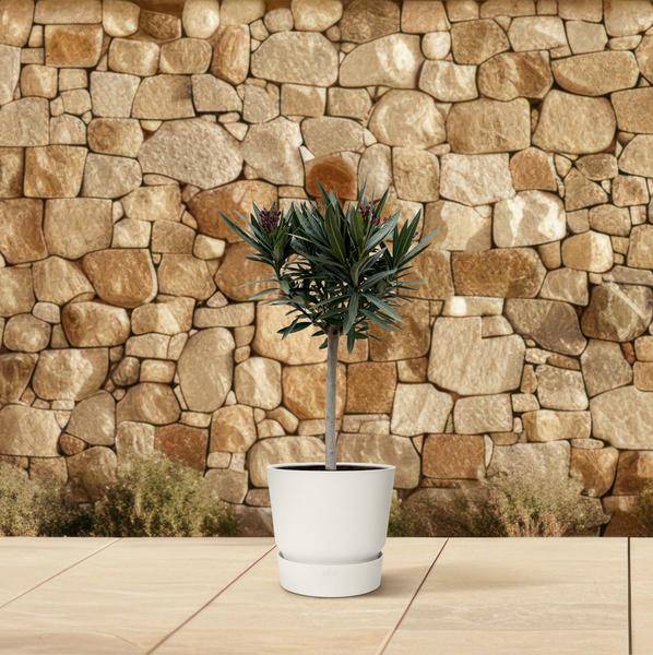 Rosenlorbeer – Nerium Oleander auf Stiel 90cm – Ø22cm – Immergrüne Kübelpflanze mit rosa Blüten – Mediterrane Zierpflanze für Garten, Terrasse & Balkon – Duftend & pflegeleicht 