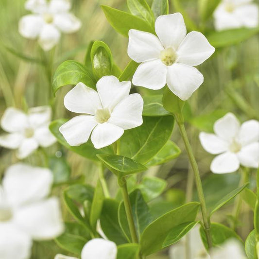Immergrün – Vinca minor 'Alba' – ↕10-25cm – Ø9cm – 6 Pflanzen – Bodendecker mit weißen Blüten – Pflegeleicht & sonnig/schattig 