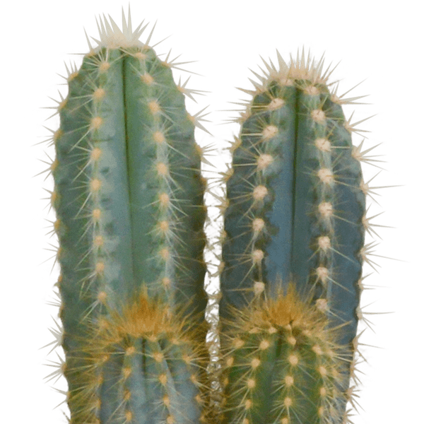 Kakteen Mix - 10,5 cm - 3 Stück - 12cm 