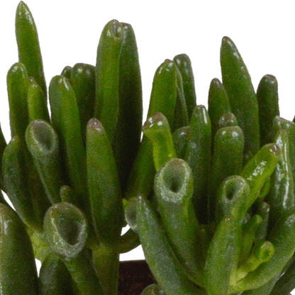 Dickblatt - Crassula - Mix - Zimmerpflanze - 8,5 cm - 3 Stück 