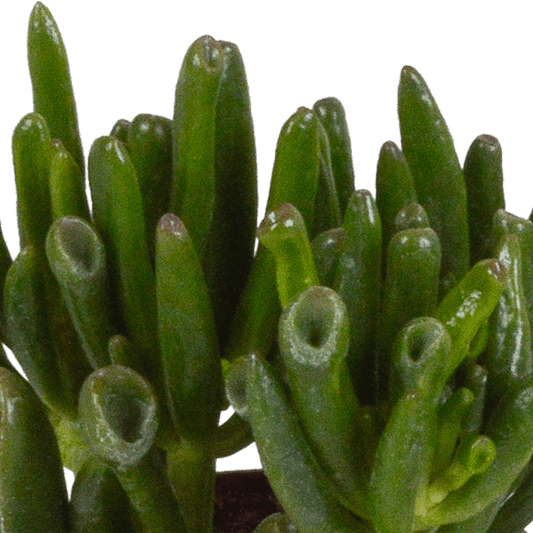 Dickblatt - Crassula - Mix - Zimmerpflanze - 8,5 cm - 3 Stück 