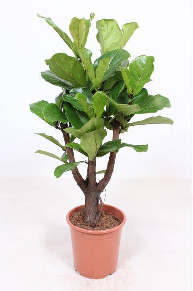 Geigen-Feige - Ficus Lyrata - Zimmerpflanze - Ø27cm - ↕120cm 