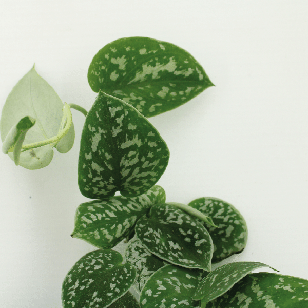 Efeutute - Scindapsus Pictus Epipremnum - Zimmerpflanze - 5cm - ø12cm - 4 Stück 