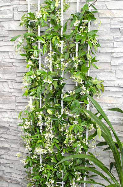 Sternjasmin Trachelospermum 'Star of Venice' – 2er-Set – ca. 65cm hoch Ø15cm – Duftende, winterharte Kletterpflanze – Immergrün – Für Balkon, Terrasse & Garten 