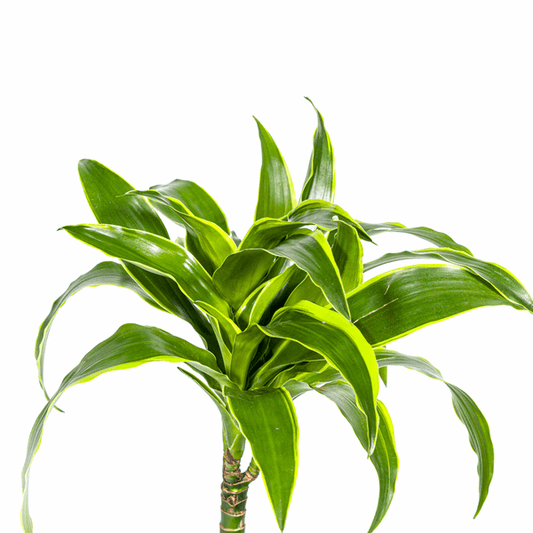 Dracaena Deremensis Dorado - Drachenbaum - Zimmerpflanze - Ø19cm - ↕70-90cm 