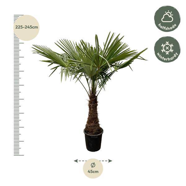 Hanfpalme – Trachycarpus 240cm – Ø45cm – XXL-Palme mit fächerförmigen Blättern – Immergrüne Kübelpflanze für Garten, Terrasse, Wintergarten & Wohnzimmer – Pflegeleicht 