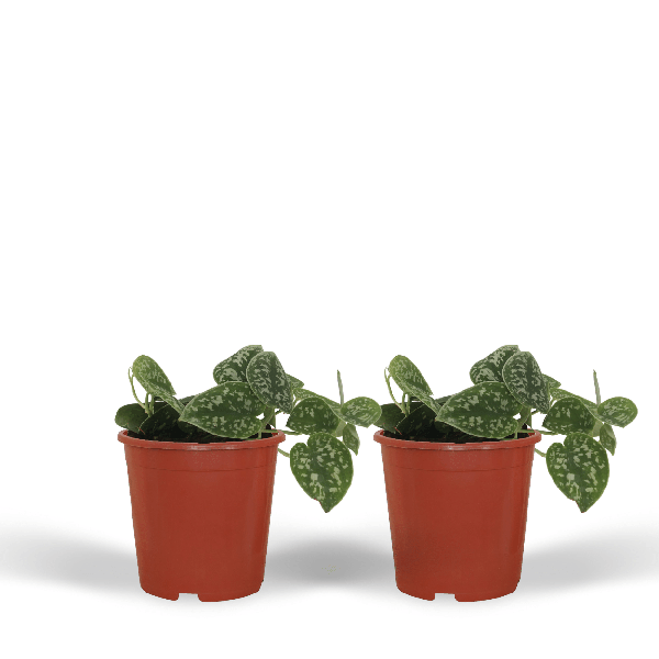 Efeutute - Scindapsus Pictus Epipremnum - 15cm - ø12cm - 2 Stück 