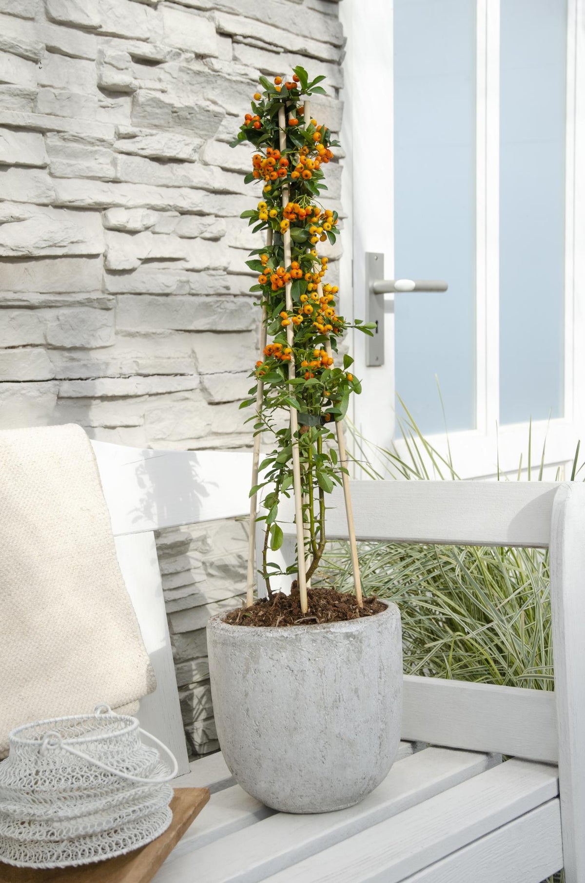 Feuerdorn Pyracantha 'Orange Glow' – Kletterstrauch – Ø15cm – ↨65cm – 3 Pflanzen – Frosthart, immergrün, leuchtend orange Beeren 