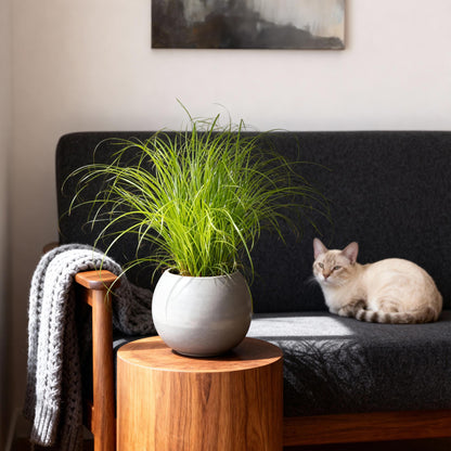 Green boutiQ - Zimmerpflanze - Cyperus alternifolius Zumula - Katzengras - Haustierfreundlich - Grün - 2 Pflanzen - Topf 12cm - Höhe 28-30cm 