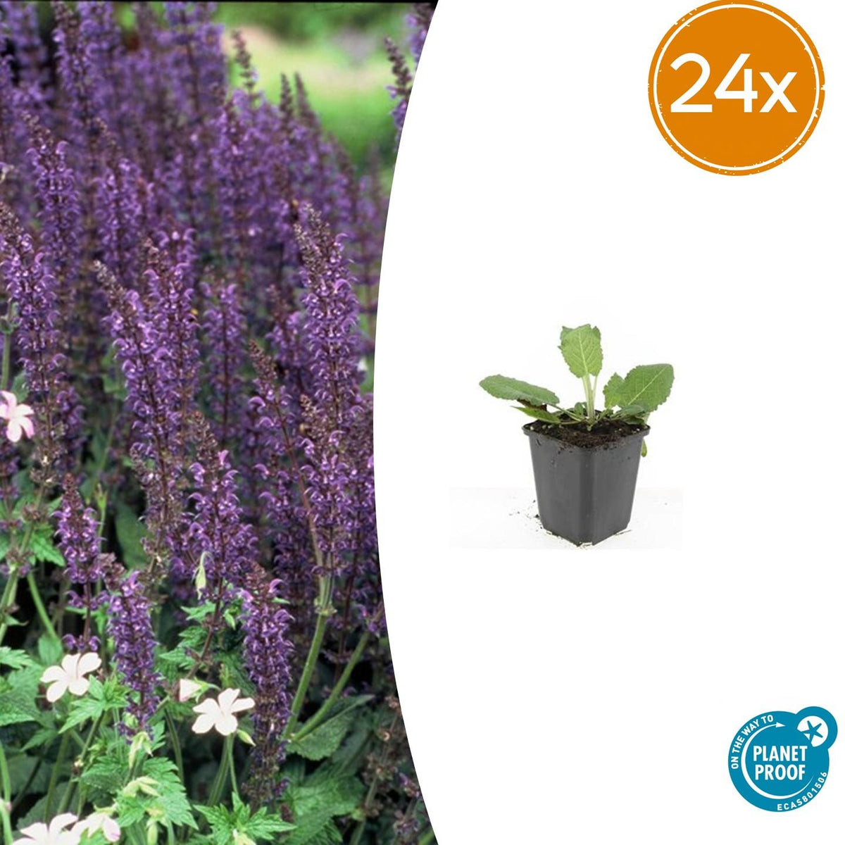 Salvia nemorosa 'Mainacht' – Blau blühender Steppensalbei – 24 Pflanzen – bienenfreundlich & trockenheitstolerant – ↕10-25cm – Ø9cm 