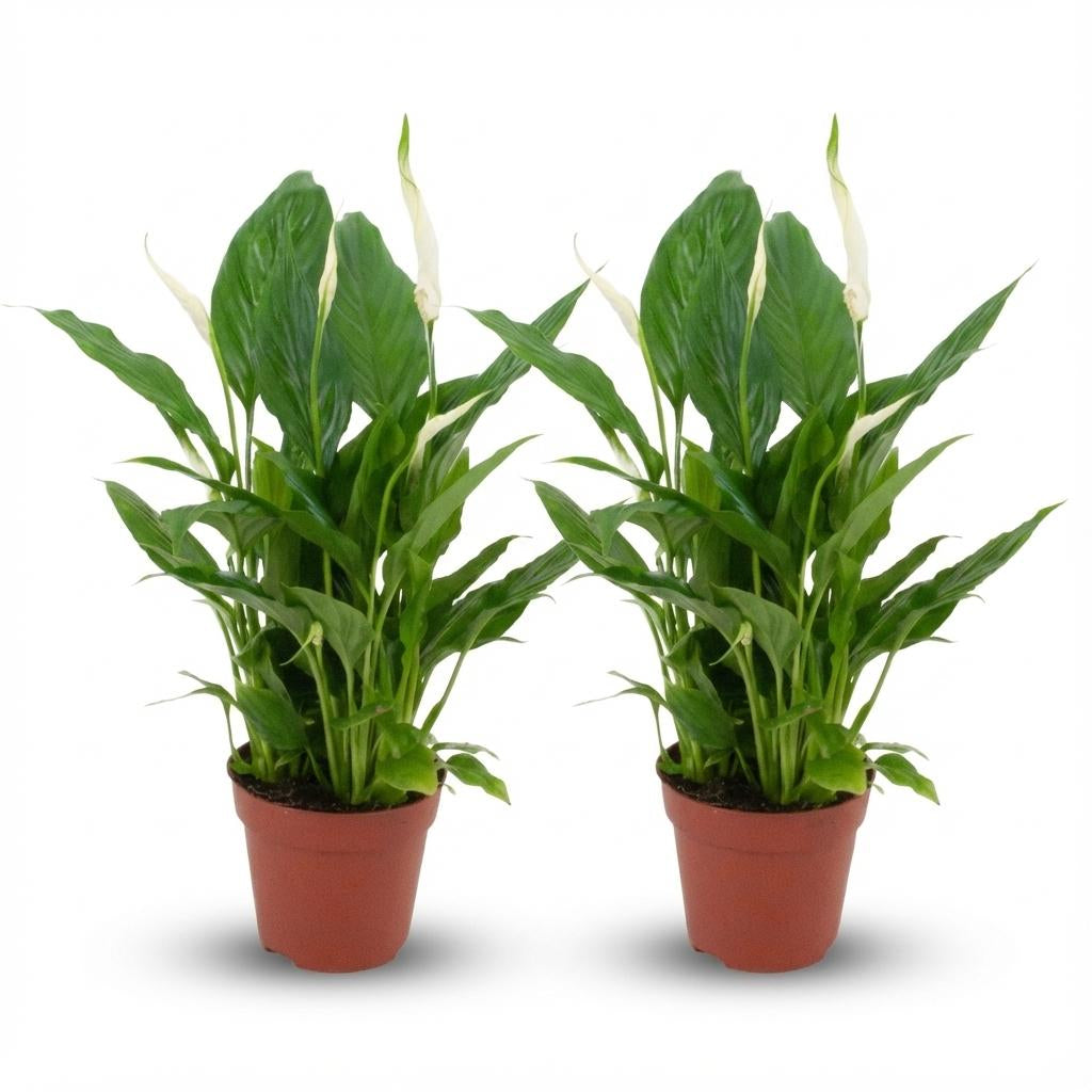Spathiphyllum Einblatt – 2 Pflanzen – Ø12cm – Höhe 35–40cm – Luftreinigende Zimmerpflanze – Weiße Blüten – Ideal für Wohnraum & Büro 