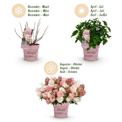 Green boutiQ - Gartenpflanze - Hydrangea panniculata Groundbreaker Blush - Pluimhortensia - Winterhart - Rosa - 2 Pflanzen - Topf 14cm - Höhe 20-25cm 