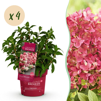 Green boutiQ - Gartenpflanze - Hydrangea panniculata Groundbreaker Ruby - Rispenhortensie - Winterhart - Rot - 4 Pflanzen - Topf 14cm - Höhe 20-25cm 