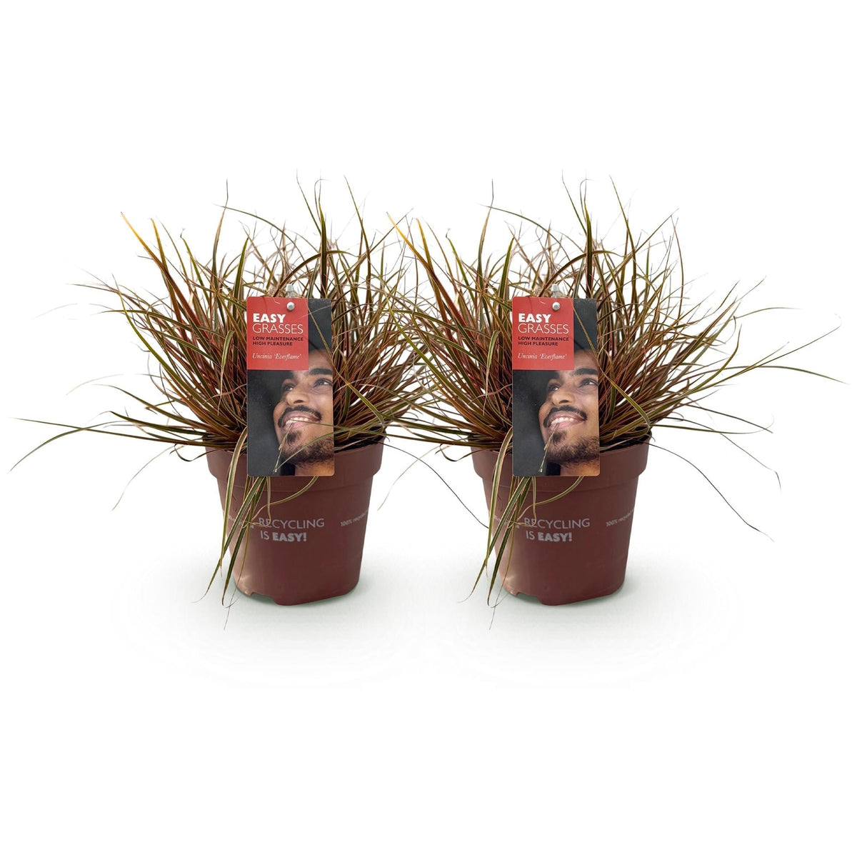Mahagonigras – Uncinia rubra 'Everflame' – Rotes Ziergras – Immergrün – Pflegeleicht – Für Beete & Töpfe – 2 Pflanzen Ø17 cm – Höhe ca. 50 cm 