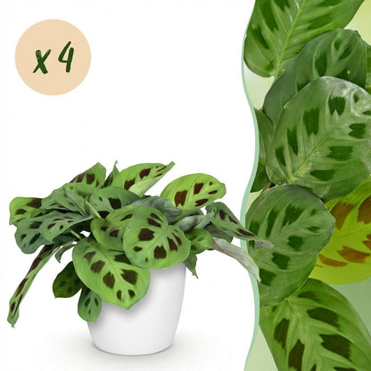 Green boutiQ - Zimmerpflanze - Maranta Fascinator Kerchoveana - Zebrapflanze - Haustierfreundliche Pflanze - Grün - 4 Pflanzen - mit Potter Weiß - Topf 12cm - Höhe 25cm 