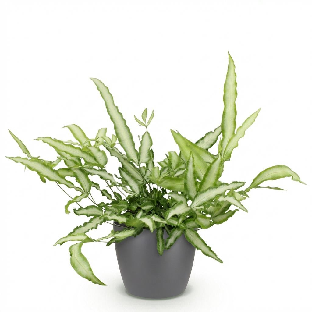 Green boutiQ - Zimmerpflanze - Pteris cretica Albolineata - Schwertfarn - Haustierfreundliche Pflanze - Grün - 1 Pflanze - mit Potter Grau - Topf 12cm - Höhe 20cm 