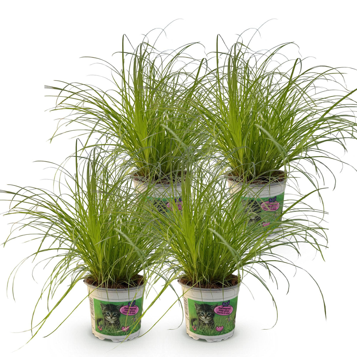 Green boutiQ - Zimmerpflanze - Cyperus alternifolius Zumula - Katzengras - Haustierfreundlich - Grün - 4 Pflanzen - Topf 12cm - Höhe 28-30cm 