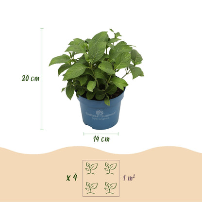 Green boutiQ - Gartenpflanze - Hydrangea Endless Summer The Original Blue - Hortensie - Frosthart - Blau - 2 Pflanzen - Topf 14cm - Höhe 20-25cm 