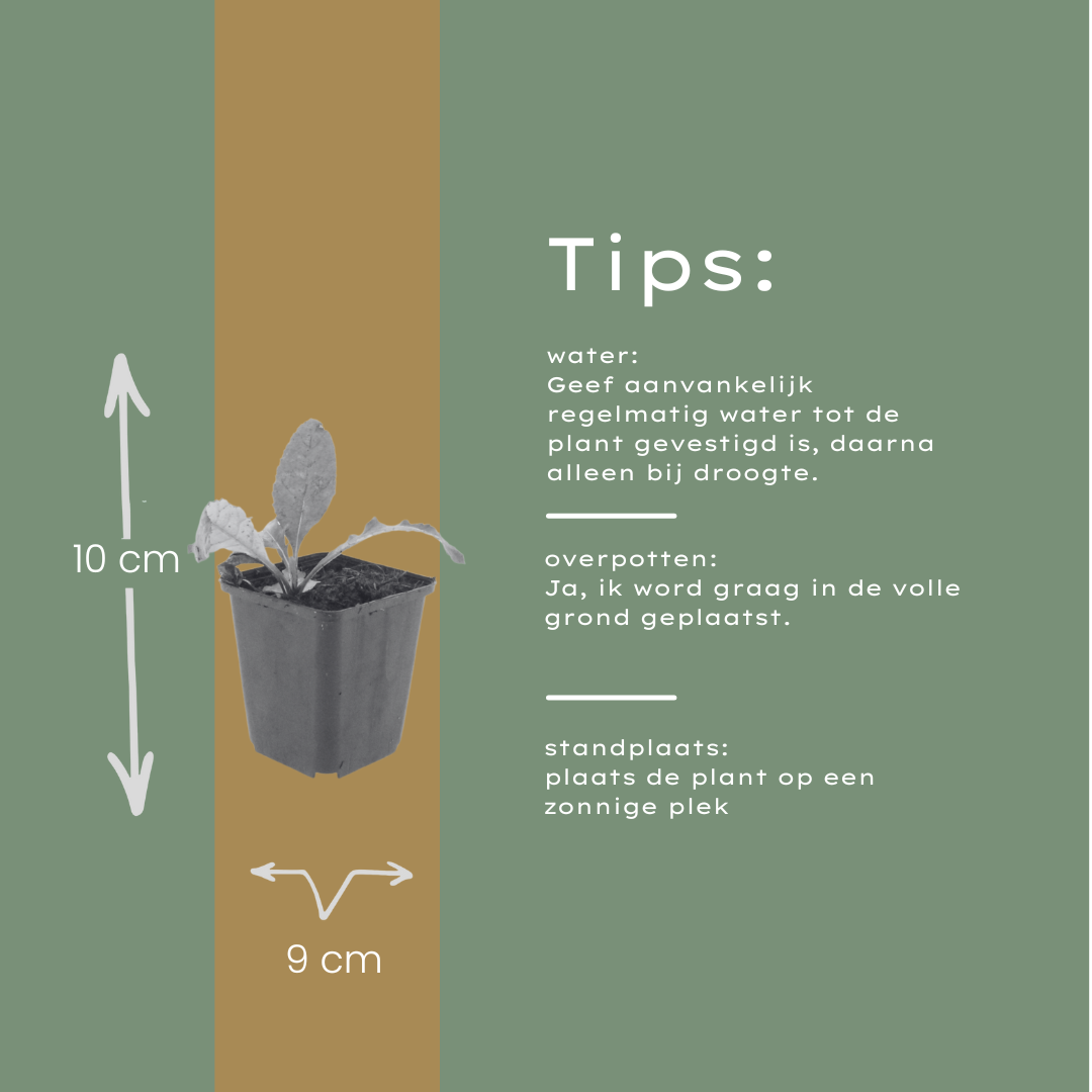 Kugeldistel Echinops ritro Trockenheitsresistente Staude für sonnige Beete Ø9cm 48 Stück