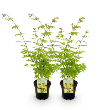Japanischer Ahorn – Acer palmatum 'Summergold' – 2 Pflanzen – ca. 70 cm hoch – Ø19 cm – gelb-orangefarbene Blätter – Balkon- & Gartenpflanze 