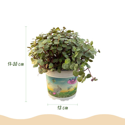 Green boutiQ - Zimmerpflanze - Calissia repens - Katzengras - Haustierfreundlich - Grün - 2 Pflanzen - Topf 12cm - Höhe 17-20cm 