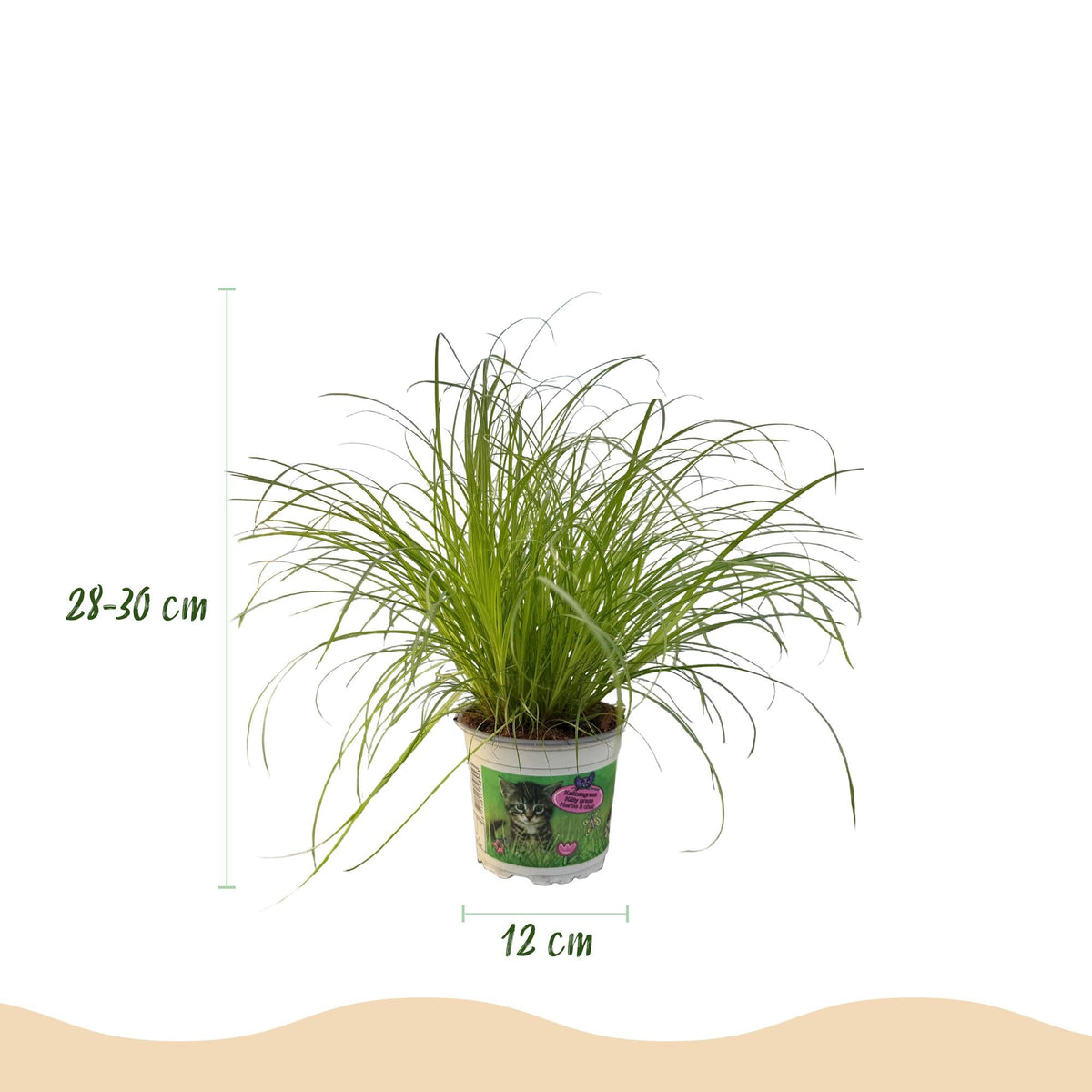 Green boutiQ - Zimmerpflanze - Cyperus alternifolius Zumula - Katzengras - Haustierfreundlich - Grün - 2 Pflanzen - Topf 12cm - Höhe 28-30cm 