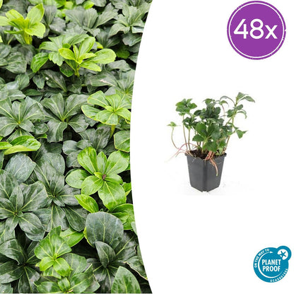 Schattengrün Pachysandra terminalis 'Green Sheen' – 48 Pflanzen – ↕10-25 cm – Ø9 cm – Immergrüner Bodendecker – Winterhart & pflegeleicht – Schattengarten 
