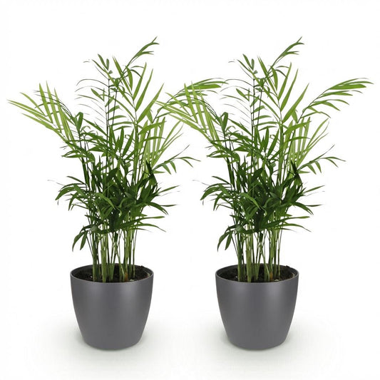 Green boutiQ - Zimmerpflanze - Chamaedorea elegans - Goldpalme - Haustierfreundliche Pflanze - Grün - 2 Pflanzen - mit Potter Grau - Topf 12cm - Höhe 15cm 